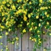 Carolina Jasmine 1 Carolina Jasmine -Geen Shop Carolina Jessamine Yellow Jasmine BB 600x600 e8a4dc8b cccb 4633 ae6d 0e0a526b6aaf