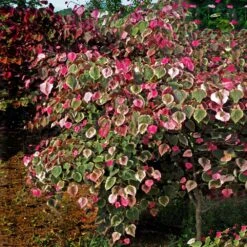 Carolina Sweetheart® Redbud Tree 9 Carolina Sweetheart® Redbud Tree -Geen Shop Carolina Sweetheart Redbud 1