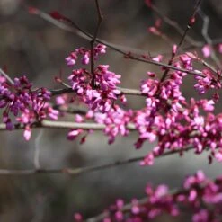Carolina Sweetheart® Redbud Tree 10 Carolina Sweetheart® Redbud Tree -Geen Shop Carolina Sweetheart Redbud 4 BB