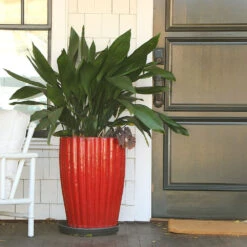 Cast Iron Plant 16 Cast Iron Plant -Geen Shop Cast Iron Plant 9