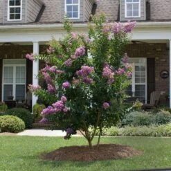Catawba Crape Myrtle Tree -Geen Shop Catawba Crape Myrtle 4 BB