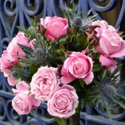 Cathedral Bells Rose 9 Cathedral Bells Rose -Geen Shop Cathedral Bells Rose Tree 2