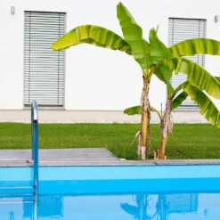 Dwarf Cavendish Banana Tree -Geen Shop Cavendish Banana 1