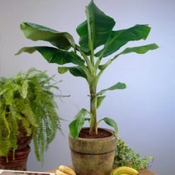 Dwarf Cavendish Banana Tree -Geen Shop Cavendish Banana 4