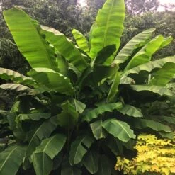 Dwarf Cavendish Banana Tree -Geen Shop Cavendish Banana 6 BB