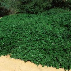 Yankee Point California Lilac -Geen Shop Ceanothus Yankee Point 5