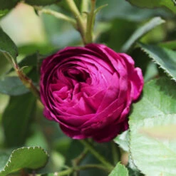 Celestial Night™ Rose Tree -Geen Shop Celestial Night Rose Tree 1 BB