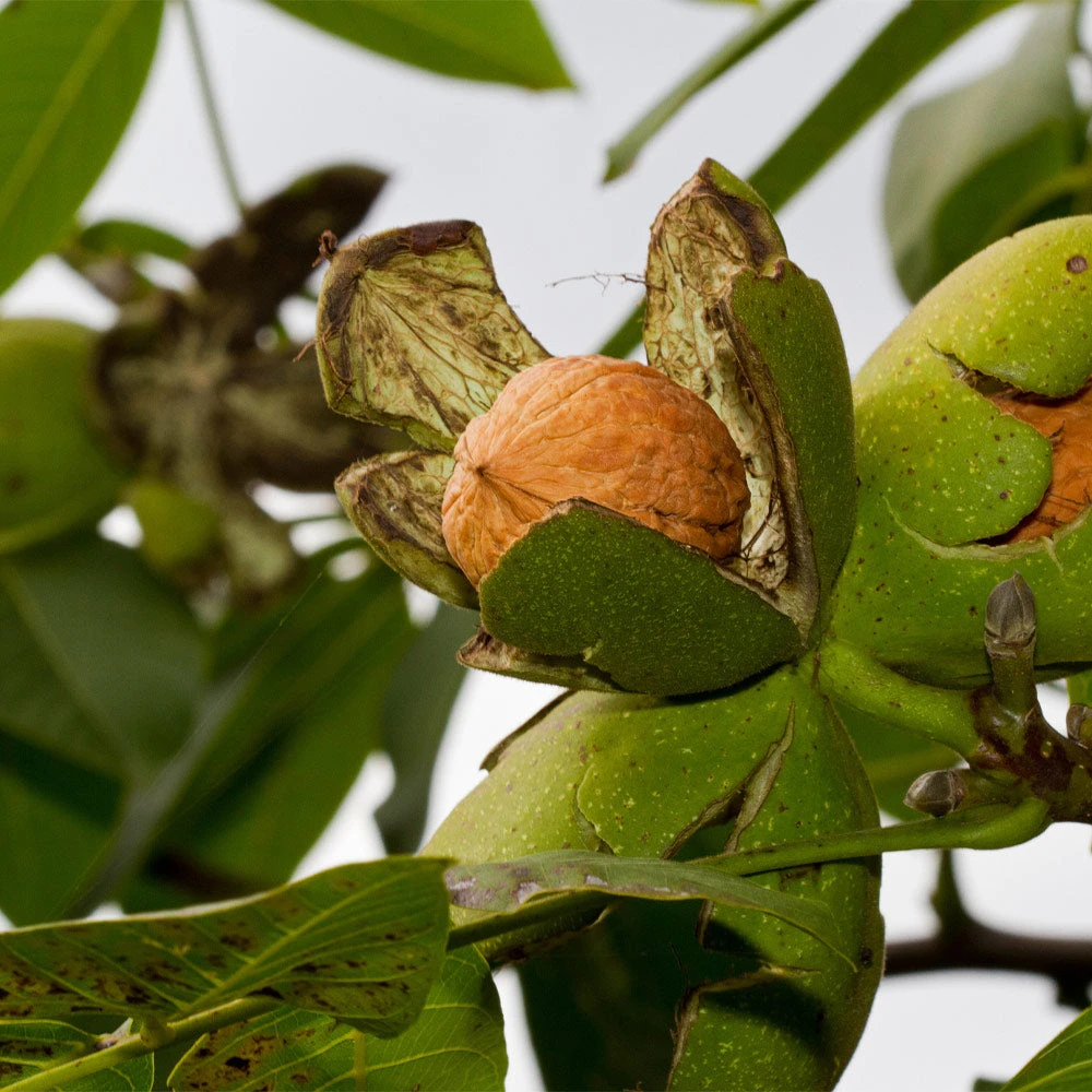 Chandler Walnut Tree 4 Chandler Walnut Tree - Image 2