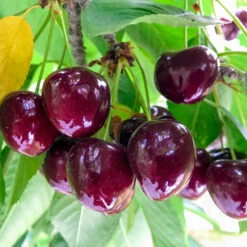 Chelan Cherry Tree -Geen Shop Chelan Cherry 1
