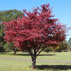 Cherokee Brave Dogwood Tree -Geen Shop Cherokee Brave Dogwood 4 BB