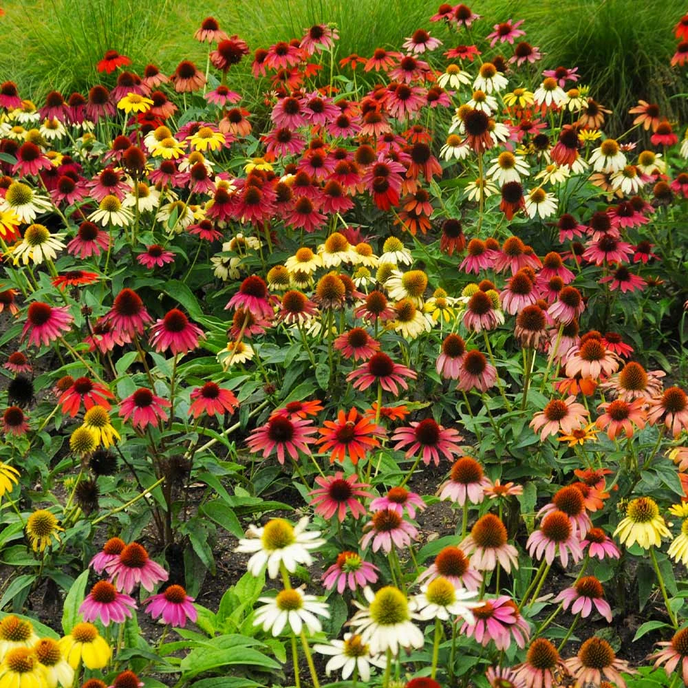 Cheyenne Spirit Echinacea (Coneflower) 4 Cheyenne Spirit Echinacea (Coneflower) - Image 2