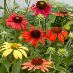 Cheyenne Spirit Echinacea (Coneflower) 9 Cheyenne Spirit Echinacea (Coneflower) -Geen Shop Cheyenne SPirit Coneflower 3