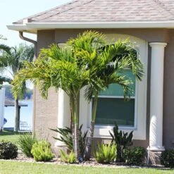 Christmas Palm Tree 15 Christmas Palm Tree -Geen Shop Christmas Palm 10 BB