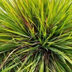Citronella Grass 8 Citronella Grass -Geen Shop Citronella GRass 2 BB