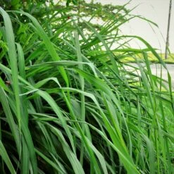 Citronella Grass 9 Citronella Grass -Geen Shop Citronella GRass 5