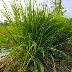Citronella Grass