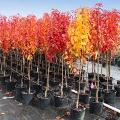 Cleveland Pear Tree -Geen Shop Cleveland Pear 10 BB