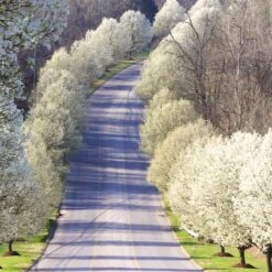 Cleveland Pear Tree -Geen Shop Cleveland Pear 11 BB