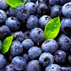 Climax Blueberry Bush -Geen Shop Climax Blueberry 5 BB