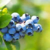 Climax Blueberry Bush -Geen Shop Climax Blueberry BB 600x600 88674c2f 9852 43a4 ab16 94d436da64df