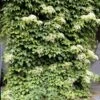 Climbing Hydrangea 2 Climbing Hydrangea -Geen Shop Climbing Hydrangea BB 600x600 258c7de5 2d4e 4329 b6b5 c2d8556cacd2