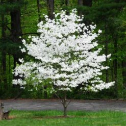 Cloud 9 Dogwood Tree -Geen Shop Cloud 9 Dogwood 1 BB