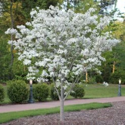 Cloud 9 Dogwood Tree -Geen Shop Cloud 9 Dogwood 4 BB
