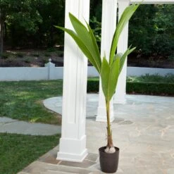 Coconut Palm Tree -Geen Shop Coconut Palm 2