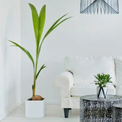 Coconut Palm Tree -Geen Shop Coconut Palm 3 BB