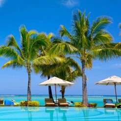 Coconut Palm Tree -Geen Shop Coconut Palm 4