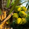 Coconut Palm Tree -Geen Shop Coconut Palm BB 600x600 2896d549 710b 4b9e 893b add2de2e77e6