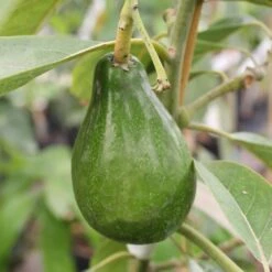 Cold Hardy Avocado Tree 15 Cold Hardy Avocado Tree -Geen Shop Cold Hardy Avocado 4 BB