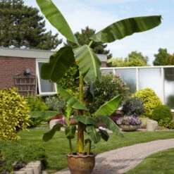 Cold Hardy Banana Tree -Geen Shop Cold Hardy Banana Tree 1