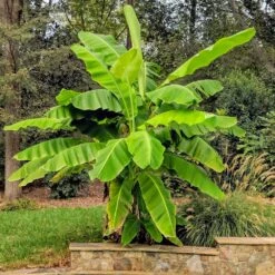 Cold Hardy Banana Tree -Geen Shop Cold Hardy Banana Tree 6
