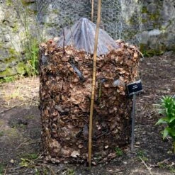 Cold Hardy Banana Tree -Geen Shop Cold Hardy Banana Tree FGT 3