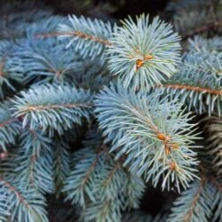 Colorado Blue Spruce Tree -Geen Shop Colorado BLue Spruce 2 BB