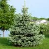 Colorado Blue Spruce Tree