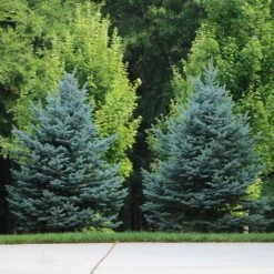Colorado Blue Spruce Tree -Geen Shop Colorado BLue Spruce 7
