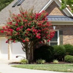 Colorama™ Scarlet Crape Myrtle -Geen Shop Colorama Scarlet Crape Myrtle 1