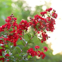 Colorama™ Scarlet Crape Myrtle