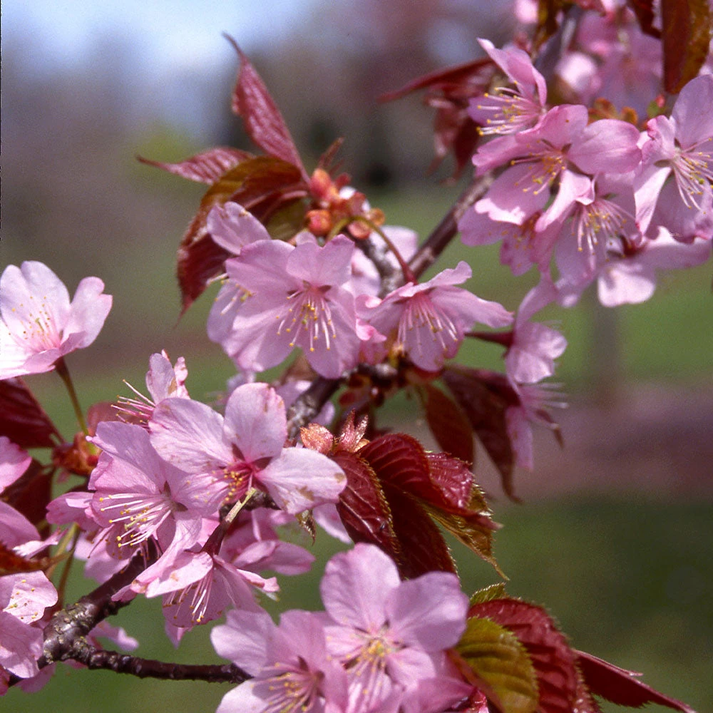 Columnar Sargent Cherry Tree 7 Columnar Sargent Cherry Tree - Image 5
