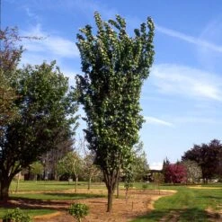 Columnar Sargent Cherry Tree 9 Columnar Sargent Cherry Tree -Geen Shop Columnar Sargent Cherry 2