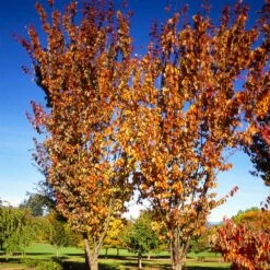 Columnar Sargent Cherry Tree 10 Columnar Sargent Cherry Tree -Geen Shop Columnar Sargent Cherry 3
