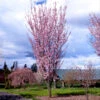 Columnar Sargent Cherry Tree -Geen Shop Columnar Sargent Cherry FGT 600x600 7d5caf24 d4ec 4558 b8d2 a683e92d90d6