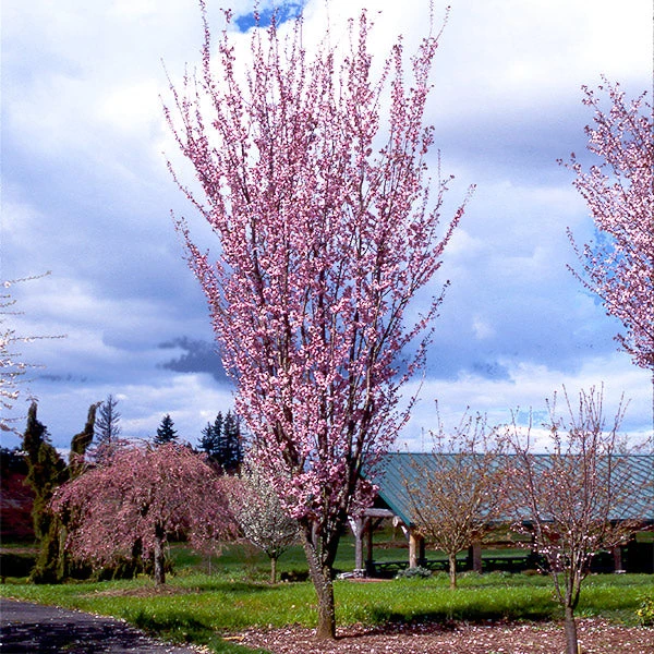Columnar Sargent Cherry Tree 3 Columnar Sargent Cherry Tree