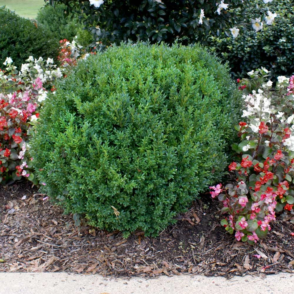 Compacta Japanese Holly Shrub 4 Compacta Japanese Holly Shrub - Image 2