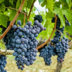 Concord Grape Vine -Geen Shop Concord Grape 2 BB