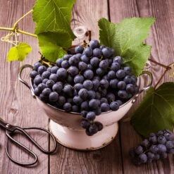 Concord Grape Vine -Geen Shop Concord Grape 7 BB