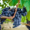 Concord Grape Vine -Geen Shop Concord Grape BB 600x600 19e17c8c 25da 492d b9bd 5fcf7d4d5d4c