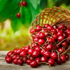 Coral Champagne Cherry Tree 8 Coral Champagne Cherry Tree -Geen Shop Coral Champagne Cherry Tree 3 BB